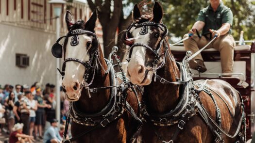 Competitions | Minnesota State Fair